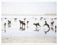 Beach Dogs - Medium
