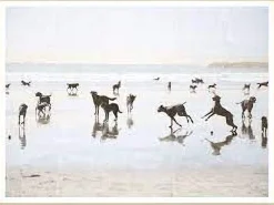 Beach Dogs Small